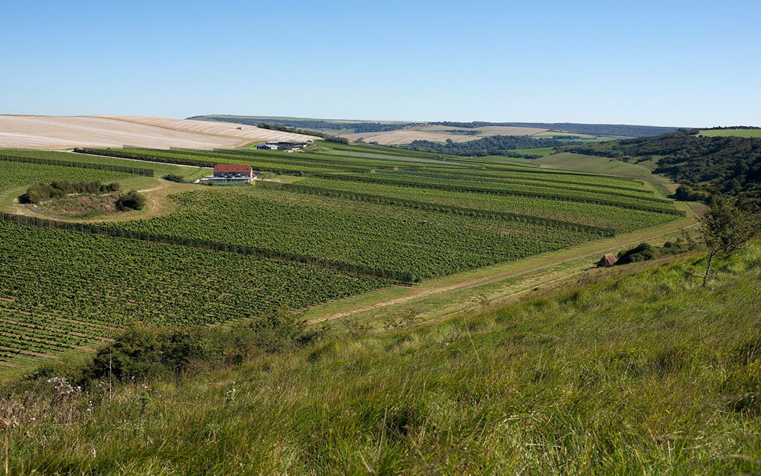 The huge potential of the South Downs National Park to become a winemaking hub for the UK has been revealed in a leading new report